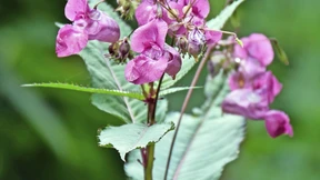 Kampf dem Drüsigen Springkraut