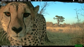 Kontaktbörse am Katzenbaum