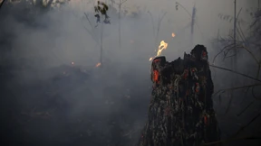 Auch Europas Hunger facht Amazonas-Brände an