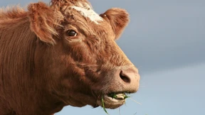 Wie die industrielle Landwirtschaft ihre Basis zerstört