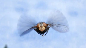 Leuchtende Fliegen als Genlabor