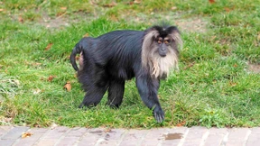 Wer klaut denn einen Affen?