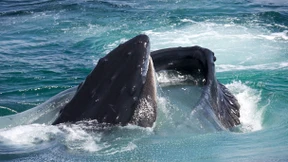 Den Bauch vollgeschlagen – mit Mikroplastik