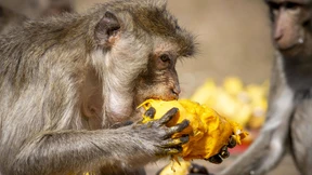 Ein Festmahl für Makaken