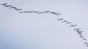 Die Kraniche kehren nach Deutschland zurück
