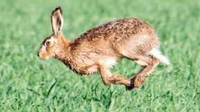 Unbekannte schneiden Hasen die Ohren ab