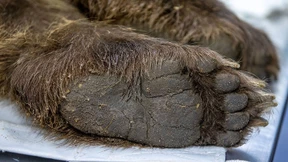 Braunbären nach Ausbruch aus Zoogehege erschossen