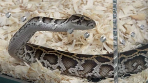 Python verschlingt Erntearbeiter in Indonesien