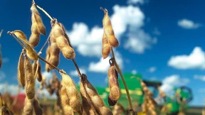 Dürreperiode für die grüne Gentechnik