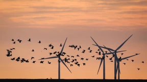 Grün für Versicherungen