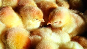 Klöckner: „Jetzt ist die Wirtschaft am Zug“