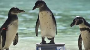 Der Londoner Zoo wiegt seine 17.000 Tiere