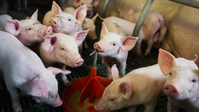 Im Stall wird es leer