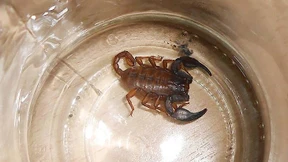 Skorpion reist im Sofa von Italien nach Deutschland