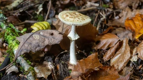 Bereits 300 Anfragen zu Pilzvergiftungen