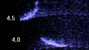 Lebensrettende Umleitung für Fische