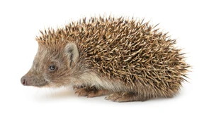 Der Igel stirbt leise