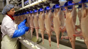 Das billige Fleisch hat einen Preis 