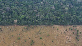 Exporte in die EU sind oft umweltschädlich