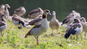Invasive Nilgans breitet sich immer weiter aus