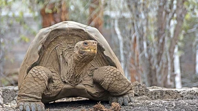 Wie Riesenschildkröten unter Plastikmüll leiden