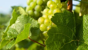 Reben, Kunst  und Sterne