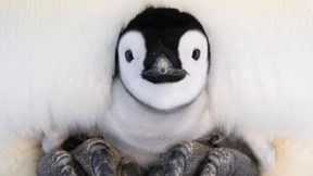 Sehnsucht nach den Helden des Tierreichs