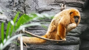 Wie soll unser Brüllaffen-Baby heißen?