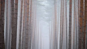 Steuervorteile vernebeln bei Rürup-Rente den Blick