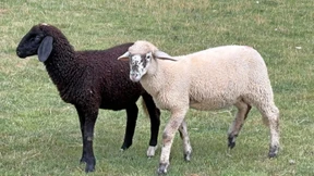 Offenbacherin schenkt Kinderfarm zwei neue Lämmer