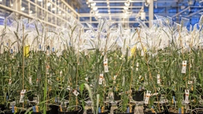 „Die Vernunft gebietet es, die Genschere im Ökoanbau zu nutzen“