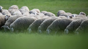 Mann in Hawaii-Badehose tötet Schaf und flüchtet