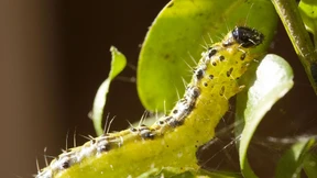 Der aussichtslose Kampf gegen eine Raupe