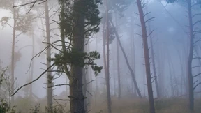 Wie geht es weiter mit dem Wald in Brandenburg?