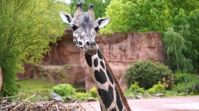 Die Giraffe bleibt nicht lange allein