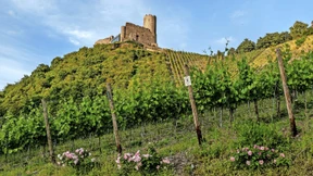 „Viele Weinbaubetriebe sind in Schieflage“