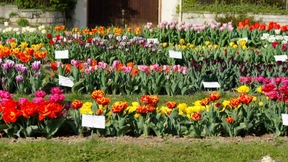 Tausend Tulpen für die Unsterblichkeit