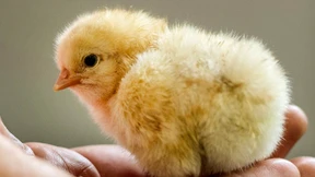 Oberverwaltungsgericht verhandelt über Töten männlicher Küken 