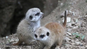 Erdmännchen-Nachwuchs im Opel-Zoo