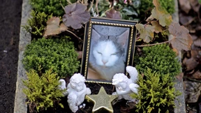 Wenn das Haustier stirbt