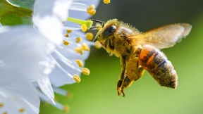 EU verbietet bienengefährdende Wirkstoffe