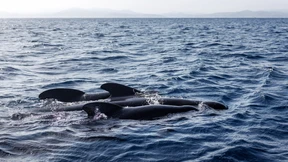 Das PFAS-Verbot wirkt
