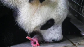 Belgien entzückt über Geburt seltener Riesenpanda-Babys