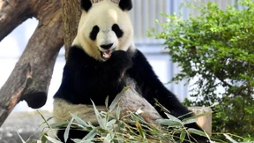 Panda-Baby geboren - Anleger an der Börse jubeln