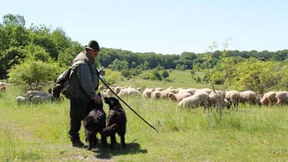 Feldlerche, Fingerkraut und Schneeapfel 