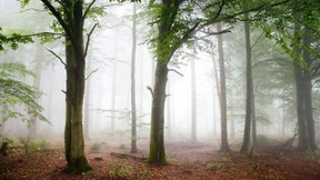 Die EU drängt Anleger ins Grüne