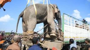 Indischer „Killer“-Elefant wird umgesiedelt