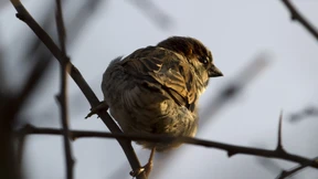 600 Millionen Brutvögel in der EU verschwunden