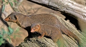 Nachwuchs der Zwergmangusten sieht erstmals die Sonne