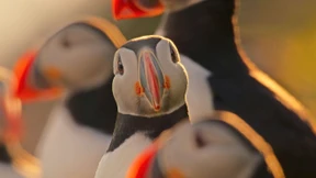 Obama kann auch Naturdokus